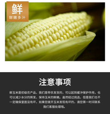 鮮香軟糯，現摘現發——品味方山館山西呂梁新鮮白糯玉米