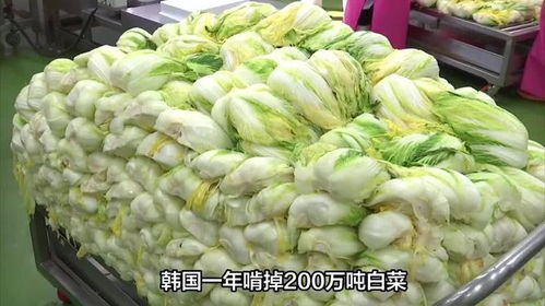 從白菜危機看韓國對中國農產品的深度依賴與無奈